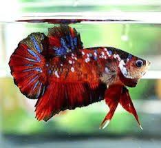 Here are new types of nemo candy betta fishes. What Is A Koi Betta Koi Bettas