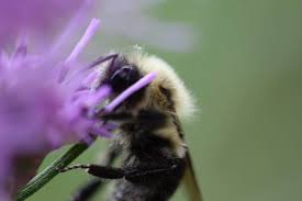 Click here to find out more. How To Grow Liatris In The Garden Planting And Care Farmhouse Blooms