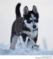 Baby Siberian Husky Black And White Puppies Beautiful Dogs Dogs And Puppies Puppies