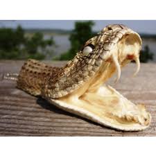 Taxidermie Tete De Crotale Diamantin 891733 Tete De Serpent Taxidermie Serpent