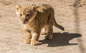 The Price Of A Lion Cub In 2021 The Pricer