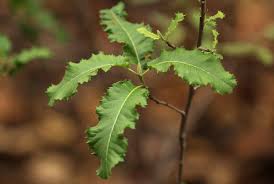 Image result for Pappea capensis