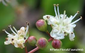Image result for Lawsonia inermis