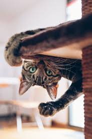 End The Debate Are You A Dog Person Or A Cat Person Gatos Fotos De Gatinhos Felinos