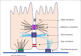 Check spelling or type a new query. Cell Adhesion Molecules Cell Junctions Types Definition Function Science Online