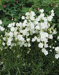 Campanula Persicifolia Takion White Deer Resistant Perennials Herbaceous Perennials Perennial Plants