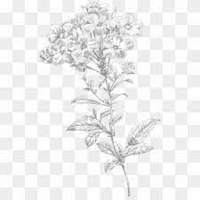 Free Free Dainty Flower Svg Free SVG PNG EPS DXF File