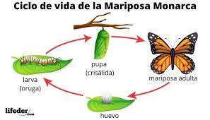 Ciclo De Vida De La Mariposa Fases Y Caracteristicas Con Imagenes