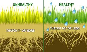 But should you remove it in the spring? How To Dethatch Your Lawn Report Outdoors