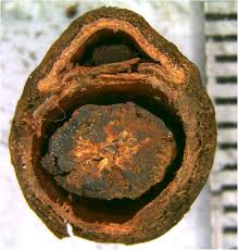 Image result for Keetia gueinzii