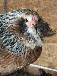 Datorită culorii, unii clienţi le confundă cu cele de raţă. Ferma Cu GÄƒini Araucana Silver Care Face Oua Verzi Facebook