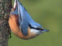 pin on nature