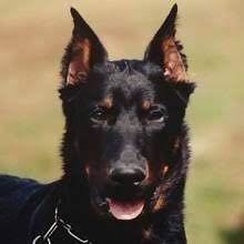 Earn points & unlock badges learning, sharing & helping adopt. Puppyfind Beauceron Puppies For Sale