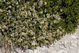 Image result for Struthiola