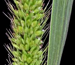 Image result for Setaria viridis