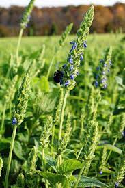 Chia Plant Seeds An Ancient Superfood Salvia Hispanica Grow Your Own Organic Chia Salvia Hispanica Chia Seed Plant Salvia