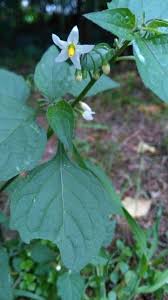 Image result for Solanum americanum
