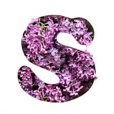 Leaning to alphabetize a list of words is one of the first skills students learn in primary. Buchstabe Letter S Purple Flowers S Alphabet Letters And Numbers