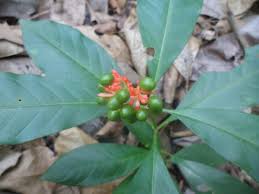 Image result for Rauvolfia nana