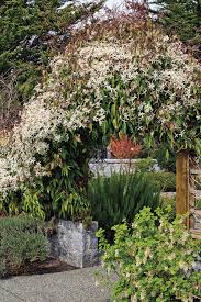 Some examples of summer clematis types that are vining are sweet autumn and durand. The Path To Yearlong Fragrance Finegardening