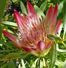 Starting proteas from seed may be difficult, but it . How To Grow Proteas In Your Outdoor Space Botsoc Grow