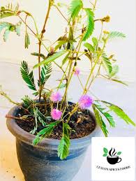 Image result for Mimosa pudica