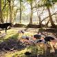 Forest feast: Pannage pork & New Forest truffles event image