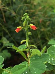 Image result for Chamaecrista absus