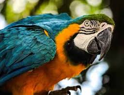 Scarlet macaws are one of the few species that mate for life. Tropical Rainforest Animals And Plants With Pictures And Names