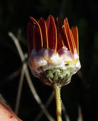 Image result for Ursinia montana