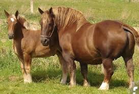 These Horses Are Pretty Thick For Being A Bit On The Short Side Big Horses Horses Pretty Horses