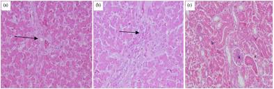 Image result for Phyllanthus mendoncae