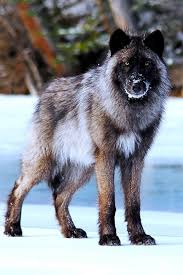 Butun Mevzuyu Cozdugun Zaman Bozkurt Olursun Lakin Mevzuyu Biliyorsun Vede Susuyorsun Ancak Birinin It I Olursun Vahsi Hayvanlar Siyah Kurtlar Ve Timber Wolf