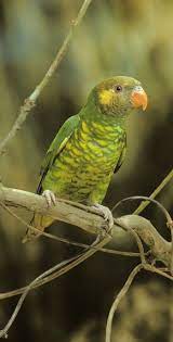 Pin By Anthony Kurtzweil On Pet Birds Animals Beautiful Pet Birds Animals And Pets