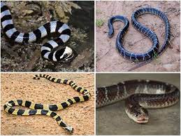 Common Krait A Bit Brown In Color And Too Thick And Long Snake Reptile Snakes Wild Creatures