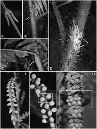 Image result for Eremospatha haullevilleana