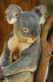Koala Phascolarctos Cinereus Not A Bear It Is An Arboreal Herbivorous Marsupial Native To Australia Photo Paul Bratescu Koala Koala Bear Baby Koala