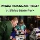Whose Tracks are these? event image