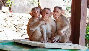 Surveymonkey.com has been visited by 10k+ users in the past month How Much Does A Monkey Cost 2021