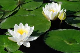 Compress the soil and fill the container with warm water. How To Grow Water Lilies From Seeds Doityourself Com