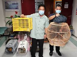 Jabatan perlindungan hidupan liar dan taman negara (perhilitan) melakukan tiga tangkapan membabitkan kesalahan berkaitan hidupan liar di tiga negeri, semalam dan kelmarin. Perhilitan Perak Rampas 18 Burung Bernilai Rm65 000 Utusan Digital