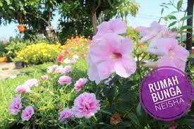 Gaia urban jungle, batam, riau, indonesia. Rumah Bunga Neisha Ø§ÙØµÙØ­Ø© Ø§ÙØ±Ø¦ÙØ³ÙØ© ÙÙØ³Ø¨ÙÙ