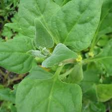Image result for Tetragonia spicata