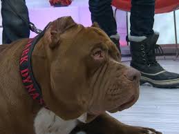 38,934 likes · 87 talking about this. Hulk The Viral Pit Bull Star Wows New York City Abc News