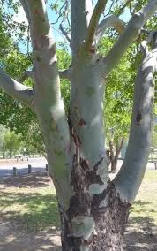 Image result for Eucalyptus torelliana
