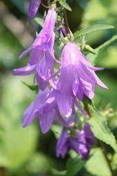 Creeping Bellflower Eradication How To Get Rid Of Creeping Bellflower Bellflower Impatiens Flowers Impatiens Plant