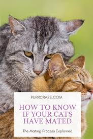 Sexual maturity is the capability of an organism to reproduce. How To Know If Your Cats Have Mated Purr Craze