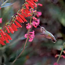A crucial point for why hummingbirds love these flowers is their shape. Flowers For Hummingbirds
