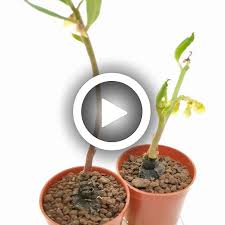 Image result for Monadenium discoideum