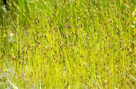 Image result for Actinoschoenus